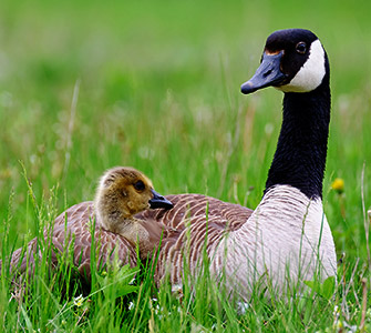 Goose and gosling