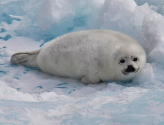 Commercial seal hunting <br>and the Domino Effect