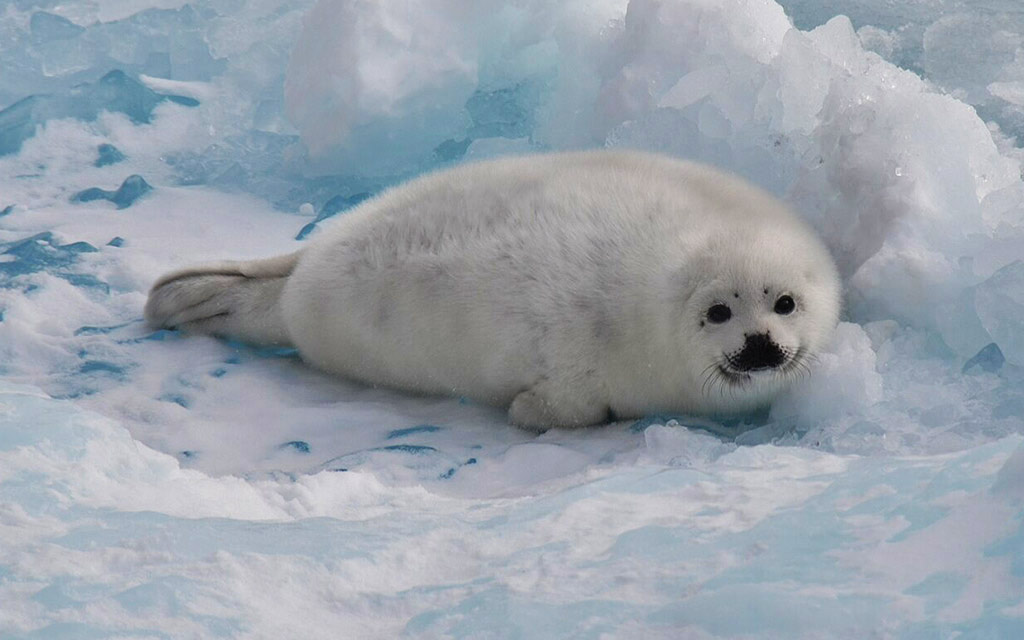 harp_seal_pup_1024