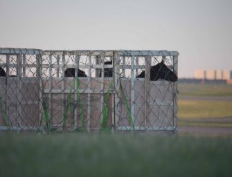 Urgent call for a halt <br>to live horse export