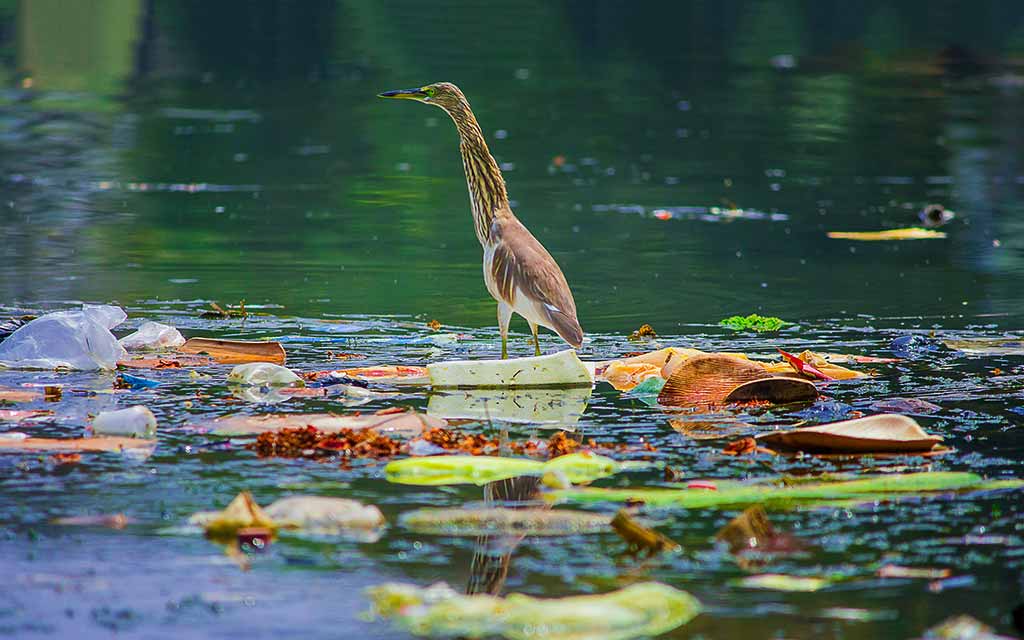 heron-on-poluted-water–pavan-prasad–unsplash_1024