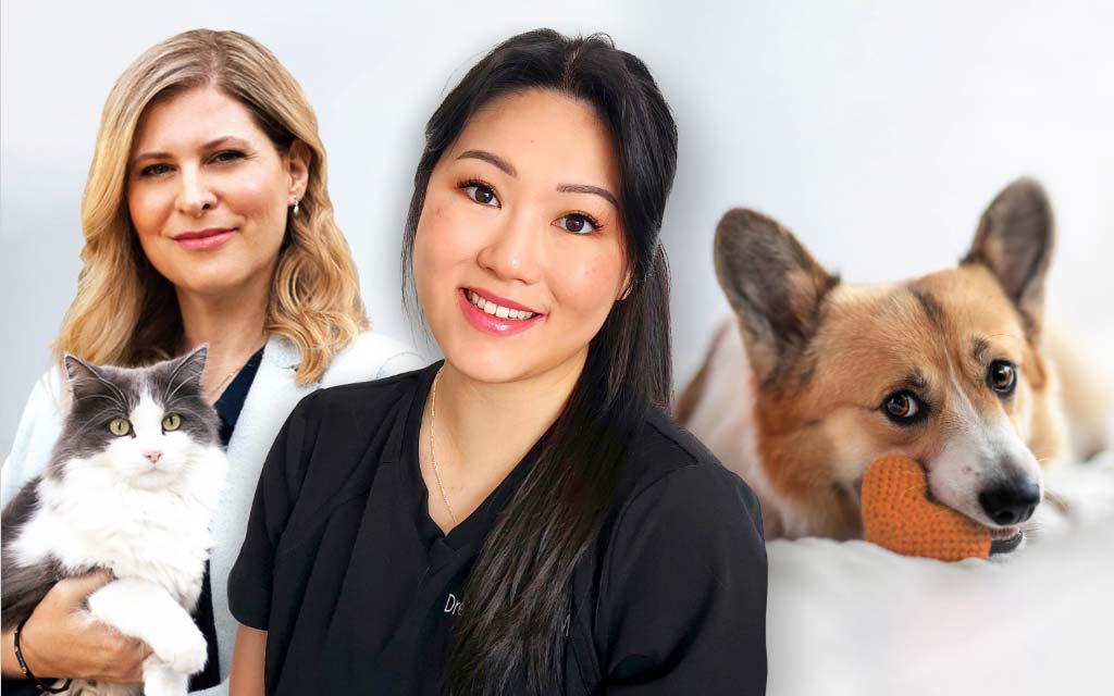 hopital-veterinaire-de-montreal_1024