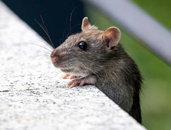 Species(ism)<br>and fear mongering