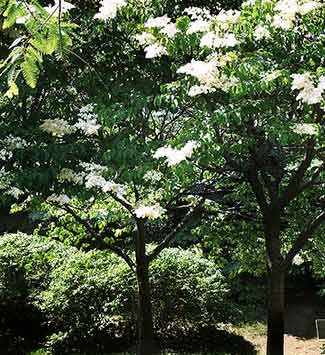 Lilas japonais dans le parc Westmount / Japanese tree lilacs in Westmount Park