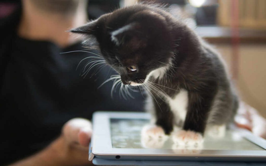 chat sur tablette