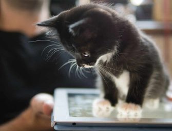 Westmount Magazine <br loading=