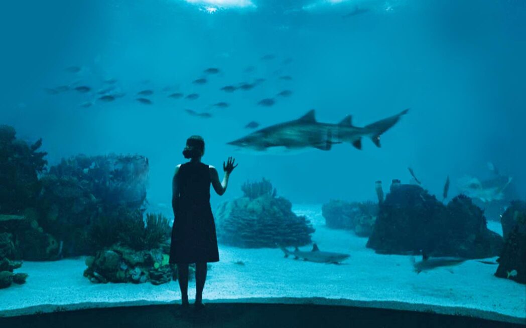 Lisbon Oceanarium