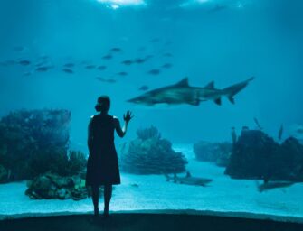 L’Aquarium Royalmount: <br>une installation déjà désuète