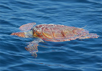Loggerhead sea turtle