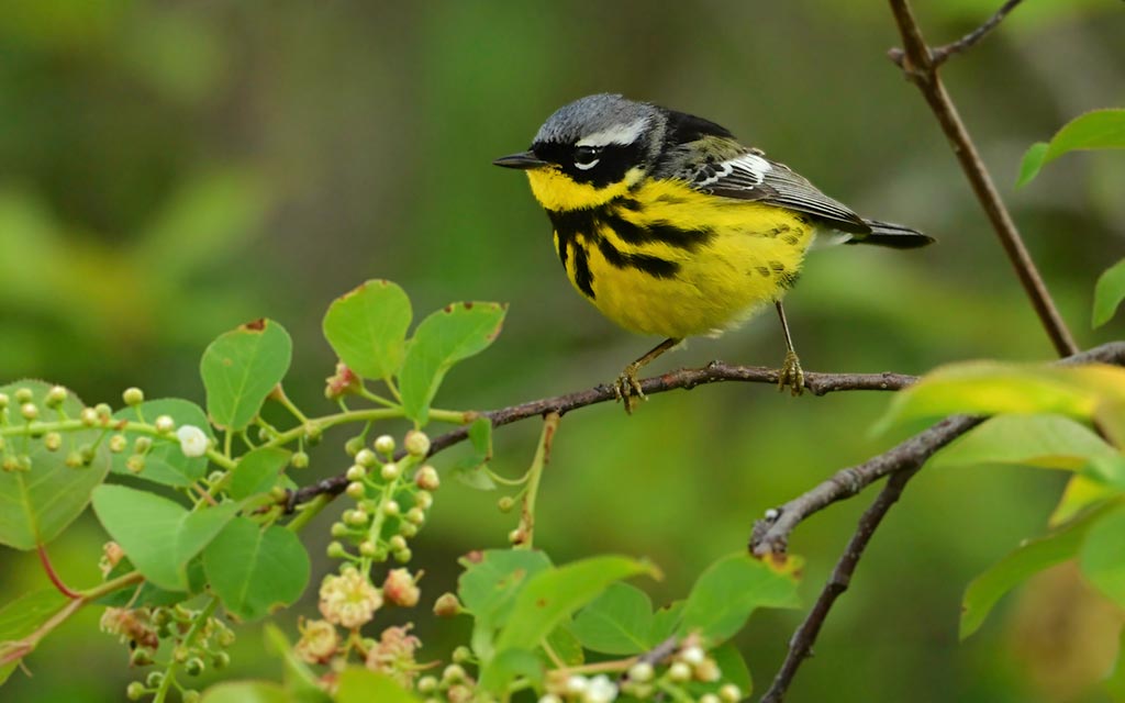 magnolia-warbler_1024