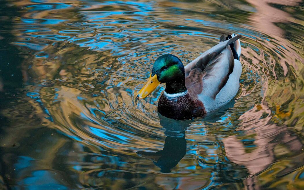 mallard-on-water-2096