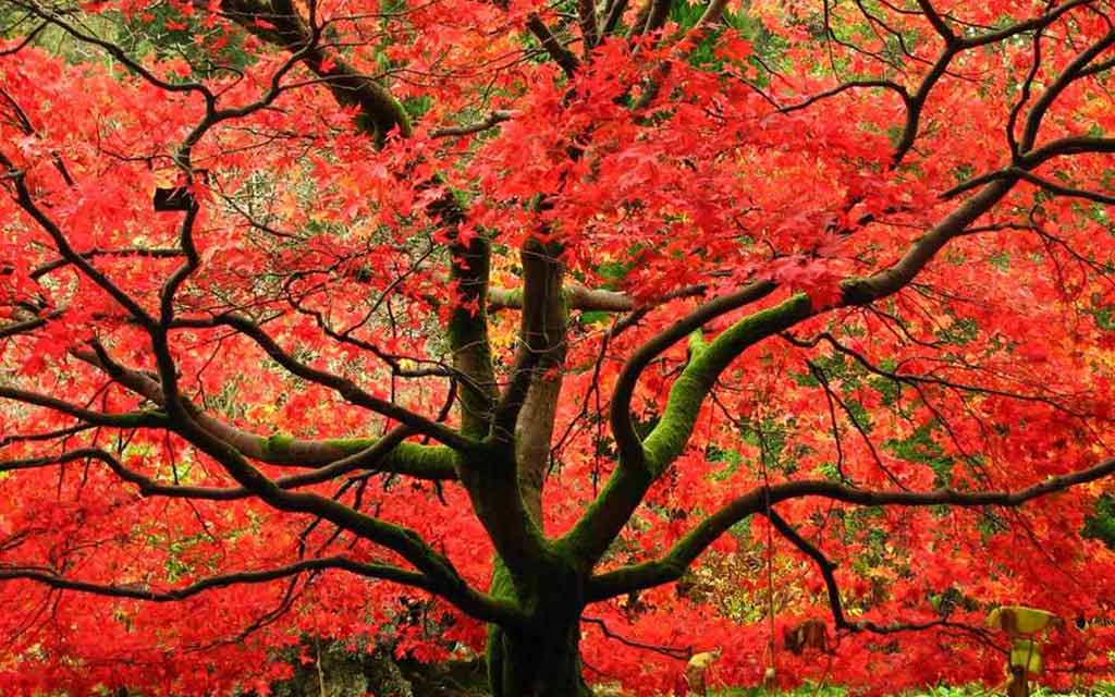 maple-tree-1024