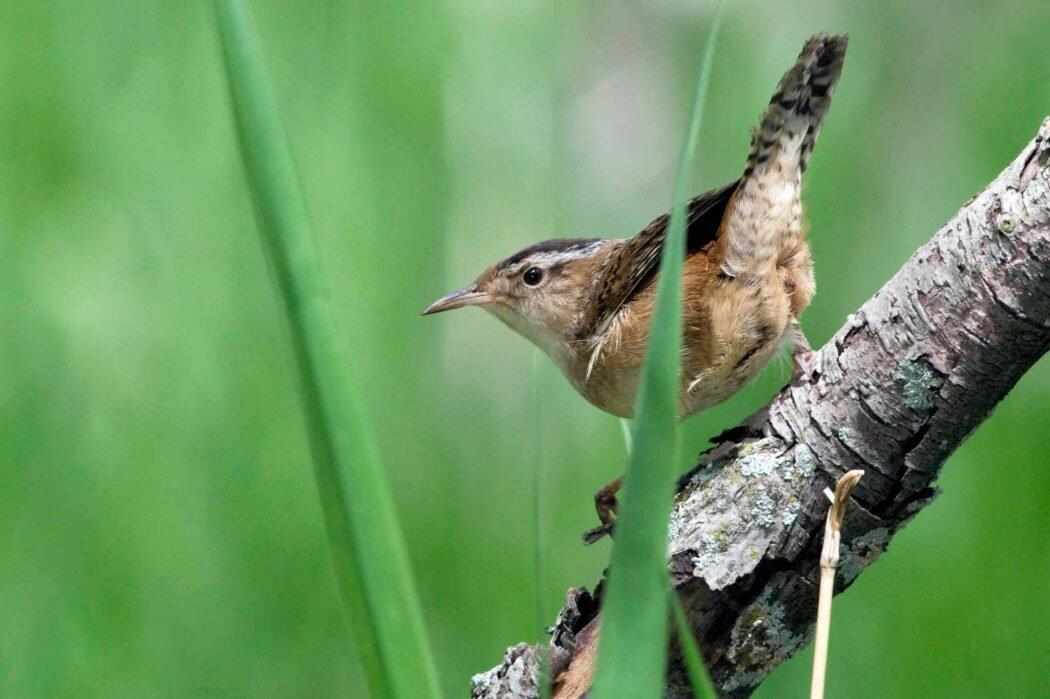 marsh-wren@_westmountmag