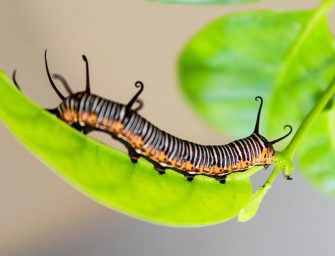 Extinction on My Mind: <br loading=