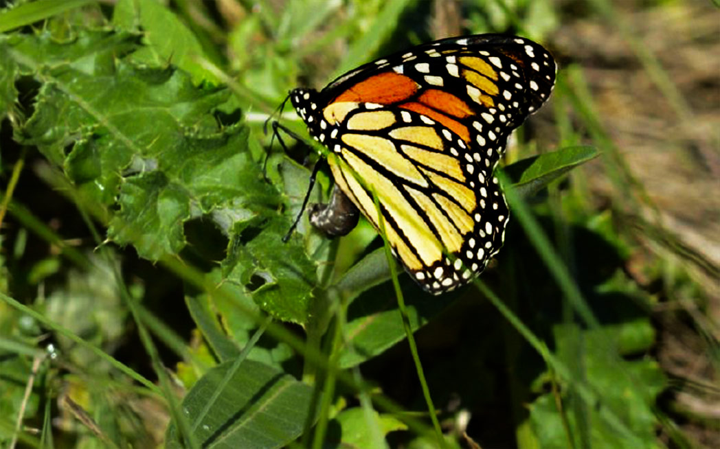 monarch-in-monarch-field