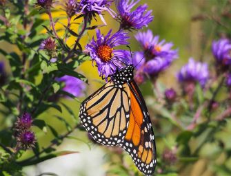 Help scientists monitor <br loading=