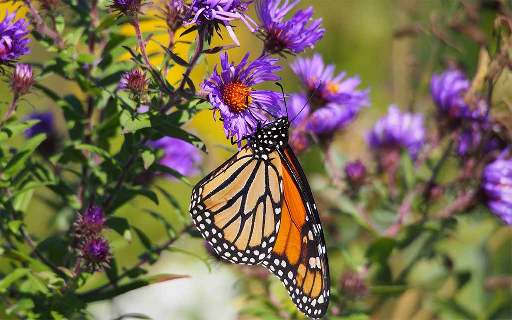 Monarch–Mary-Garshore_1024