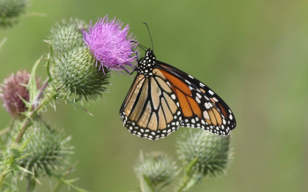 monarch-on-thistle_1048_westmountmag.ca