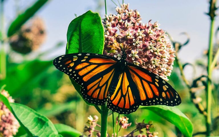Monarch on MIlkweed