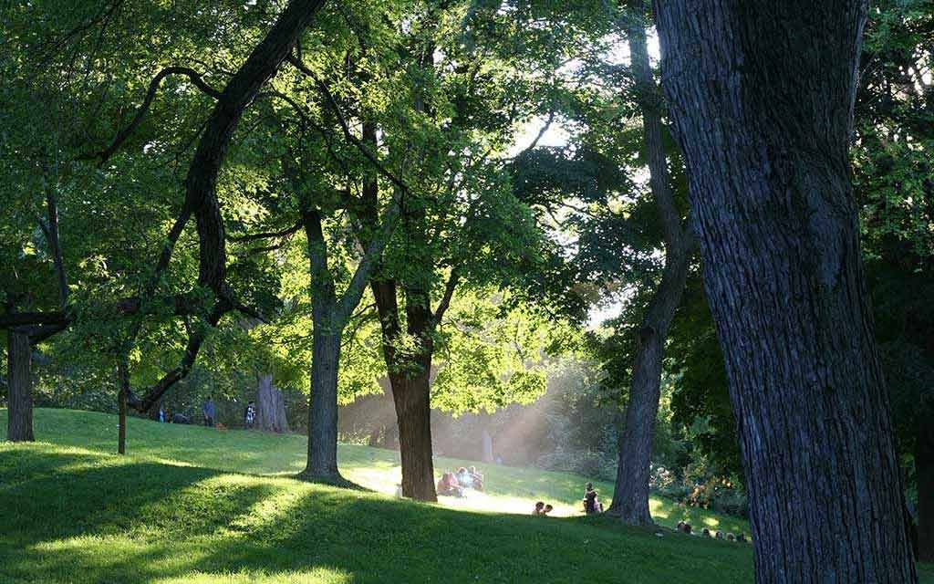 mont-royal–amis-de-la-montagne_1024