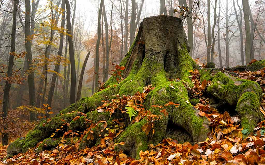 mossy-stump_1024