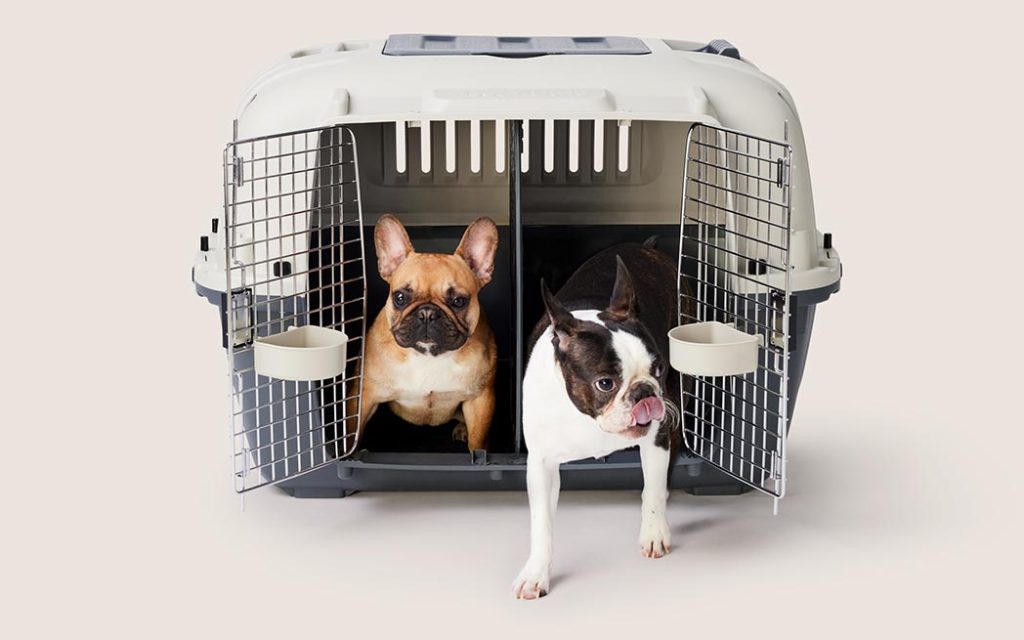 Chico, boutiques d'animaux - Chiens prèts pour le déménagement