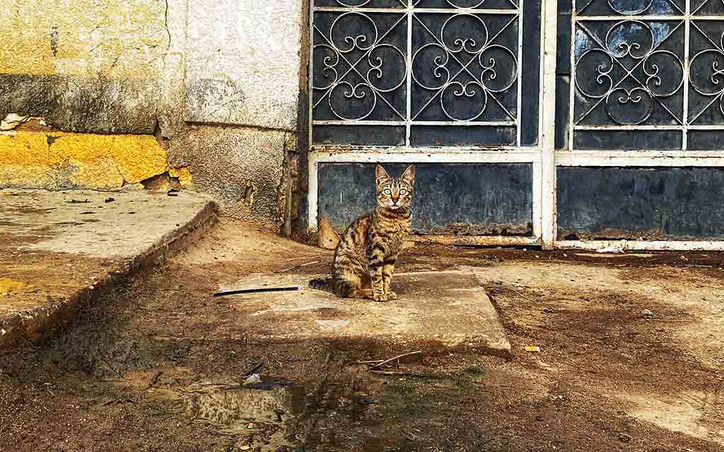 naomi-cohen-013_1024