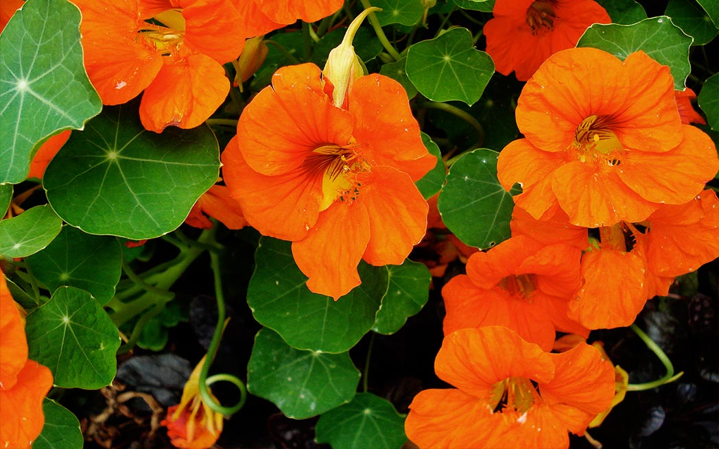 nasturtiums_1048_westmountmag.ca