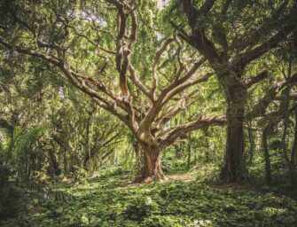 Pause for poetry: <br>Michael Hawkes /6