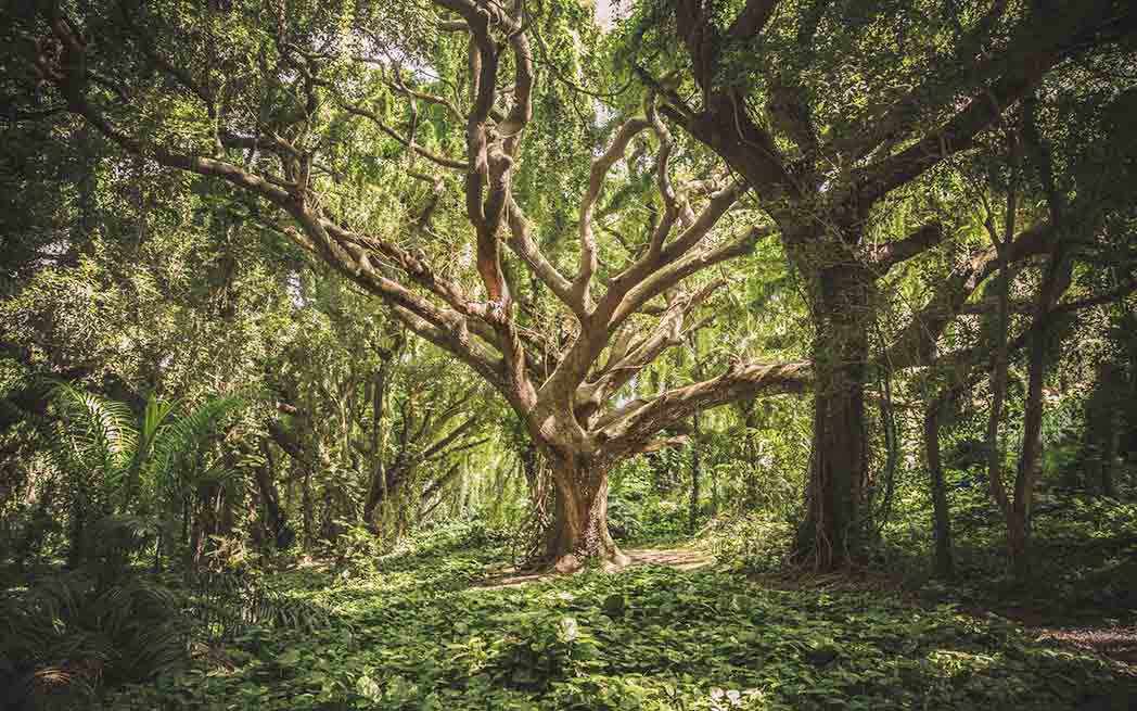 nature-tree_westmountmag
