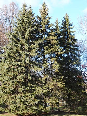 Norway spruce