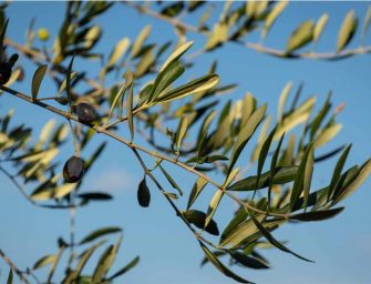 Mediterranean leaves <br>power today’s wellness