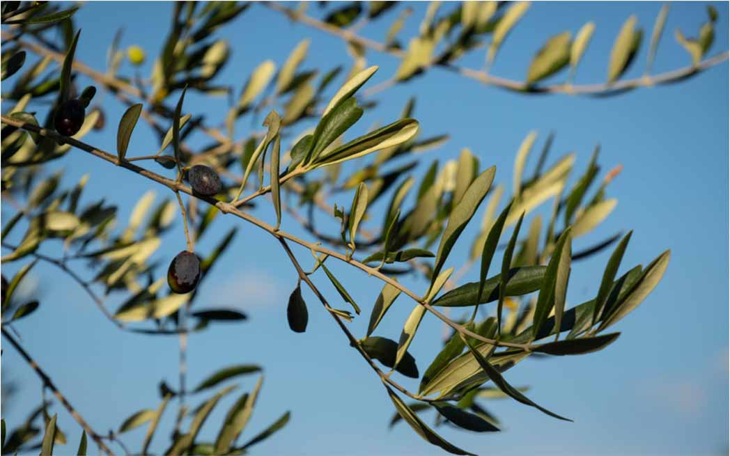 olive-leaf–Francesco-Ungaro–Pexels_1048