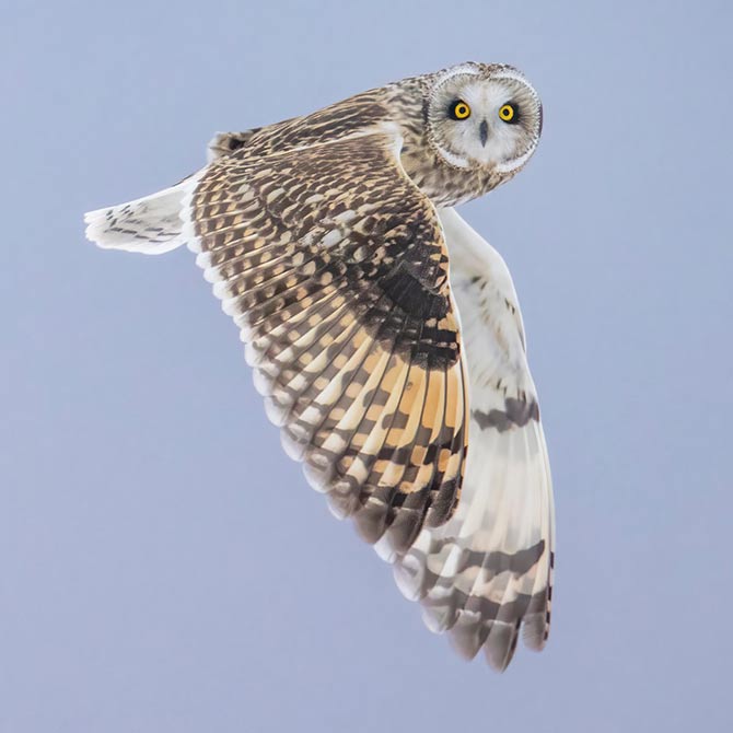 flying owl 