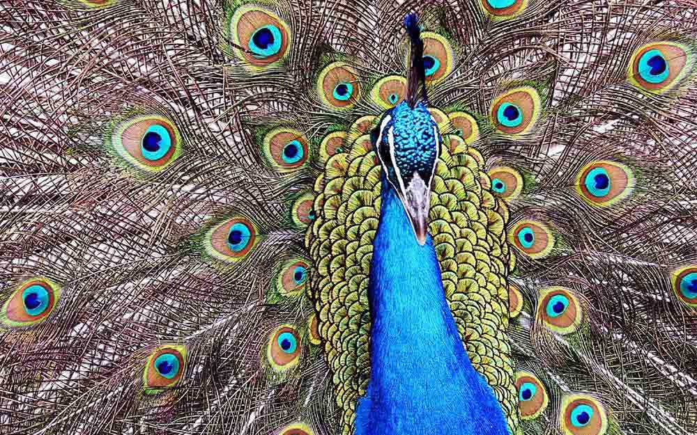 peacock_westmountmag