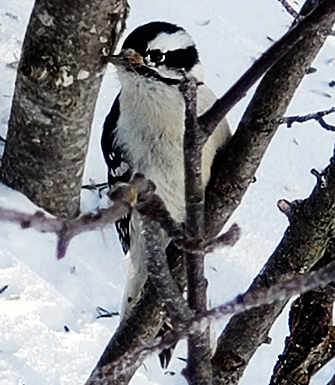Pic meneur / Downy Woodpecker