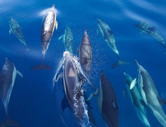 In search of whales <br>off the Azores coast
