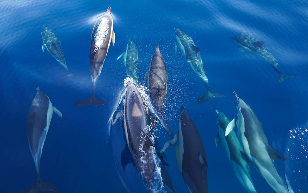 pod-of-dolphins_1048