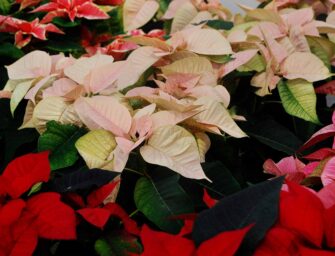 The Poinsettia and <br>the Legend of Pepita