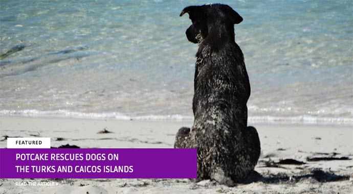 Potcake rescues dogs on the Turks and Caicos Islands
