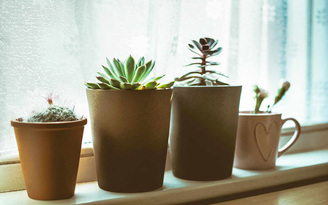 potted-plants_westmountmag