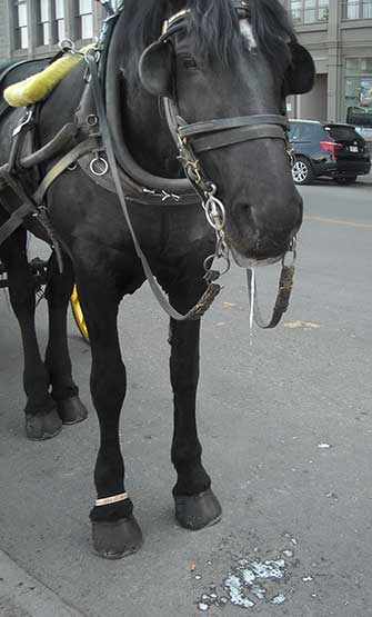 Montreal calèche horse - WestmountMag.ca