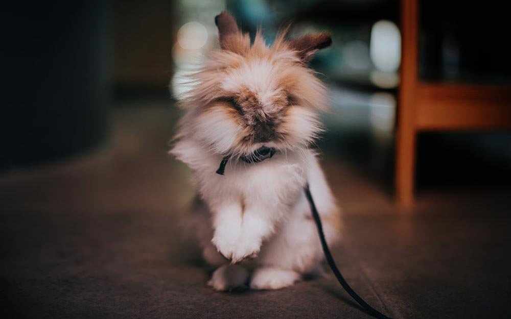 rabbit-on-leash_westmountmag