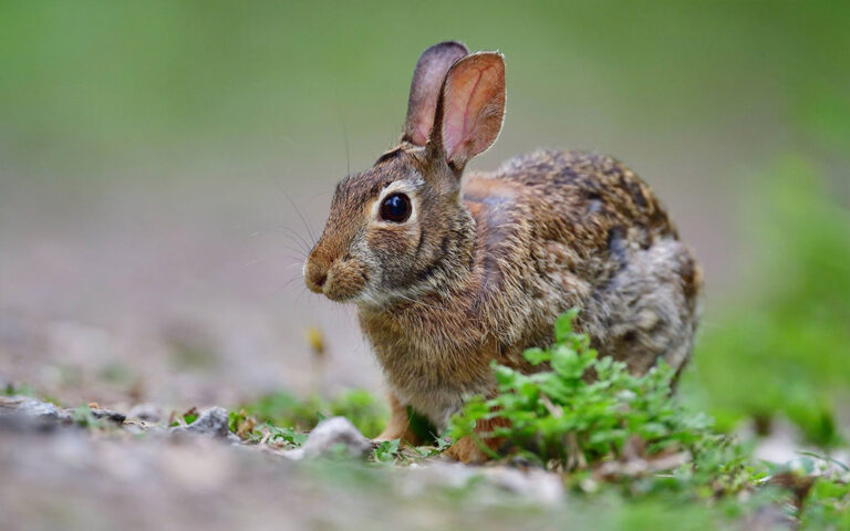 Lièvre / rabbit