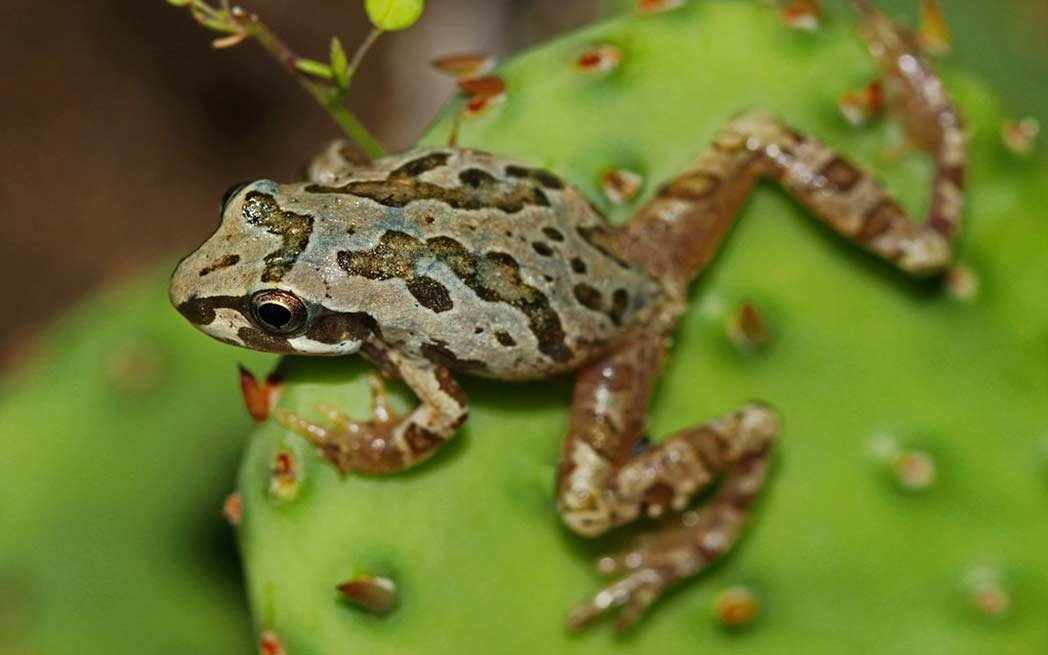 Rainette-faux-grillon_chorus-frog_westmountmag