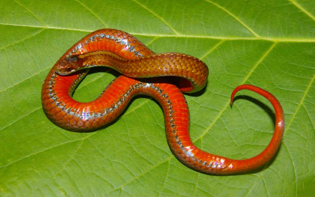 red-bellied-snake_1024