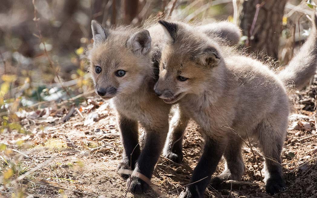red-fox-cubs_westmountmag.ca