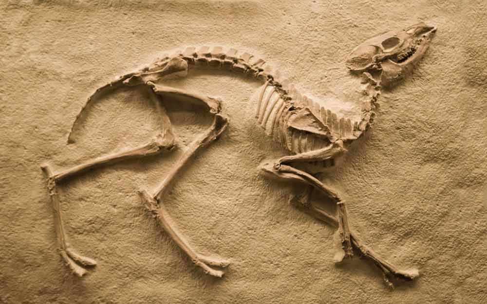 restauration-d-especes_westmountmag