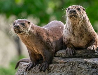 Zoo highlights Quebec’s <br loading=