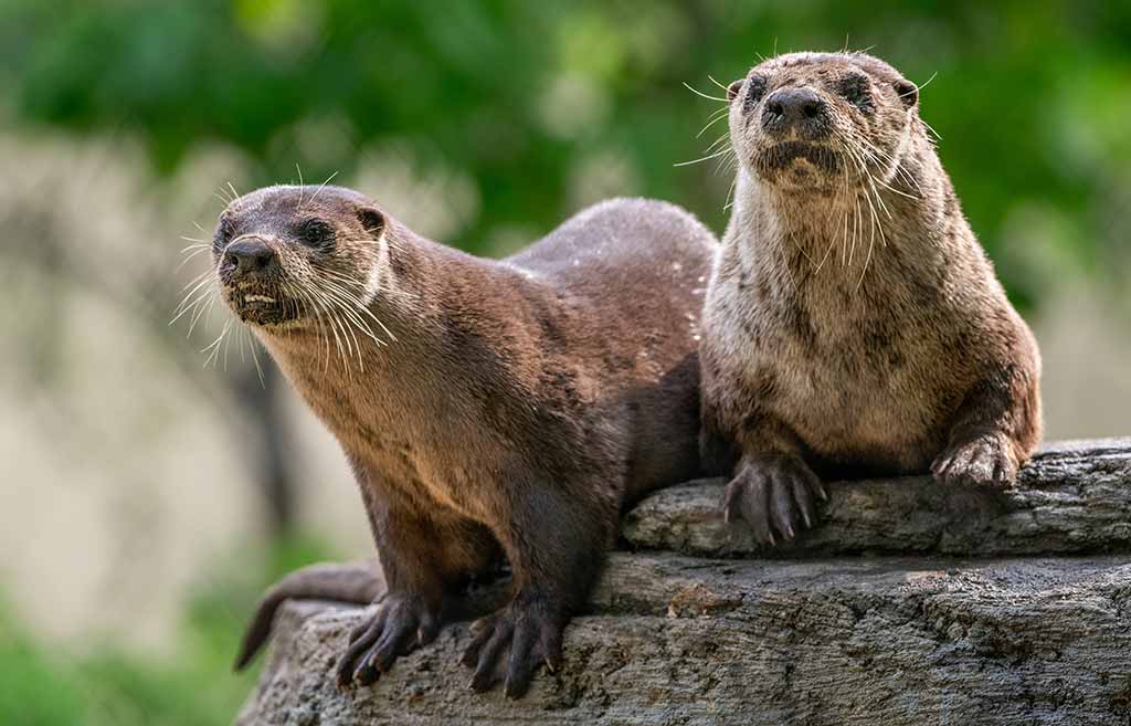 river-otters_1024